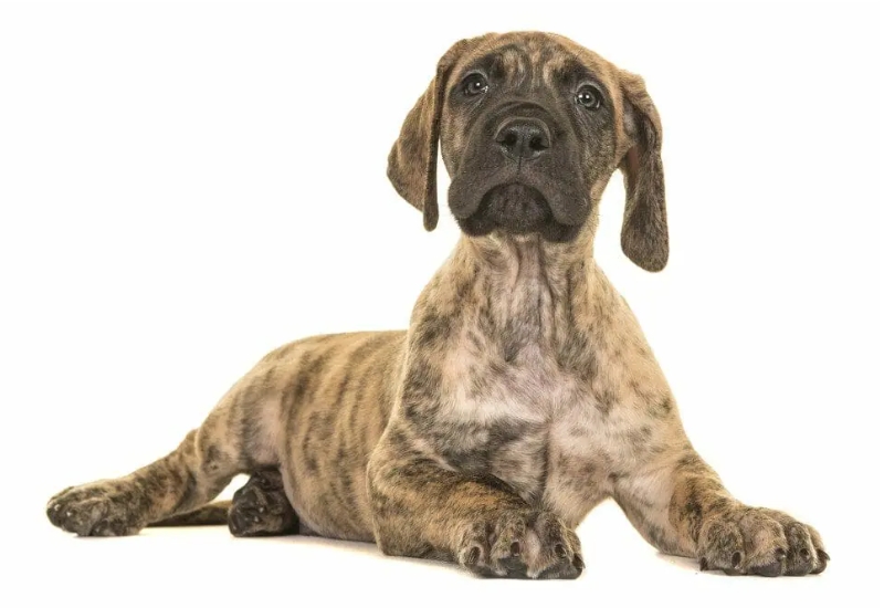 Great Dane